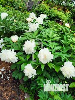 Дом 39м², 2-этажный, участок 4 сот.