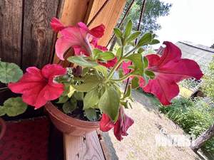 Дом 45м², 1-этажный, участок 7 сот.