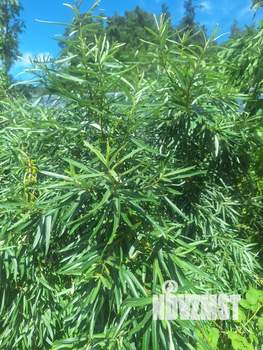 Дом 66м², 2-этажный, участок 4 сот.