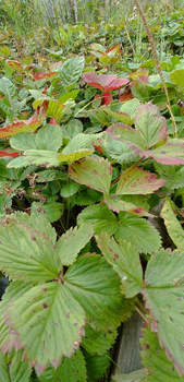 Дом 50м², 2-этажный, участок 7 сот.