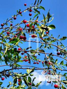 Дом 39м², 2-этажный, участок 4 сот.