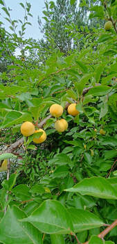 Дом 50м², 2-этажный, участок 7 сот.