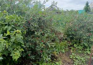 Дом 74м², 2-этажный, участок 4 сот.