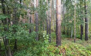 Дом 385м², 3-этажный, участок 14 сот.  