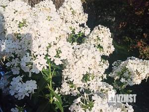 Дом 40м², 2-этажный, участок 6 сот.  
