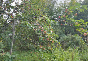 Дом 40м², 2-этажный, участок 6 сот.  