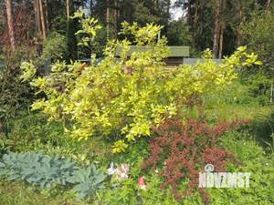 Дом 35м², 1-этажный, участок 5 сот.  